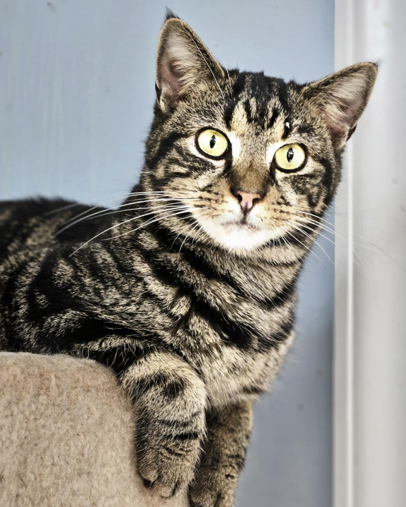 Levi, a Adoptable Domestic Short Hair in Myrtle Beach, SC image 2/3