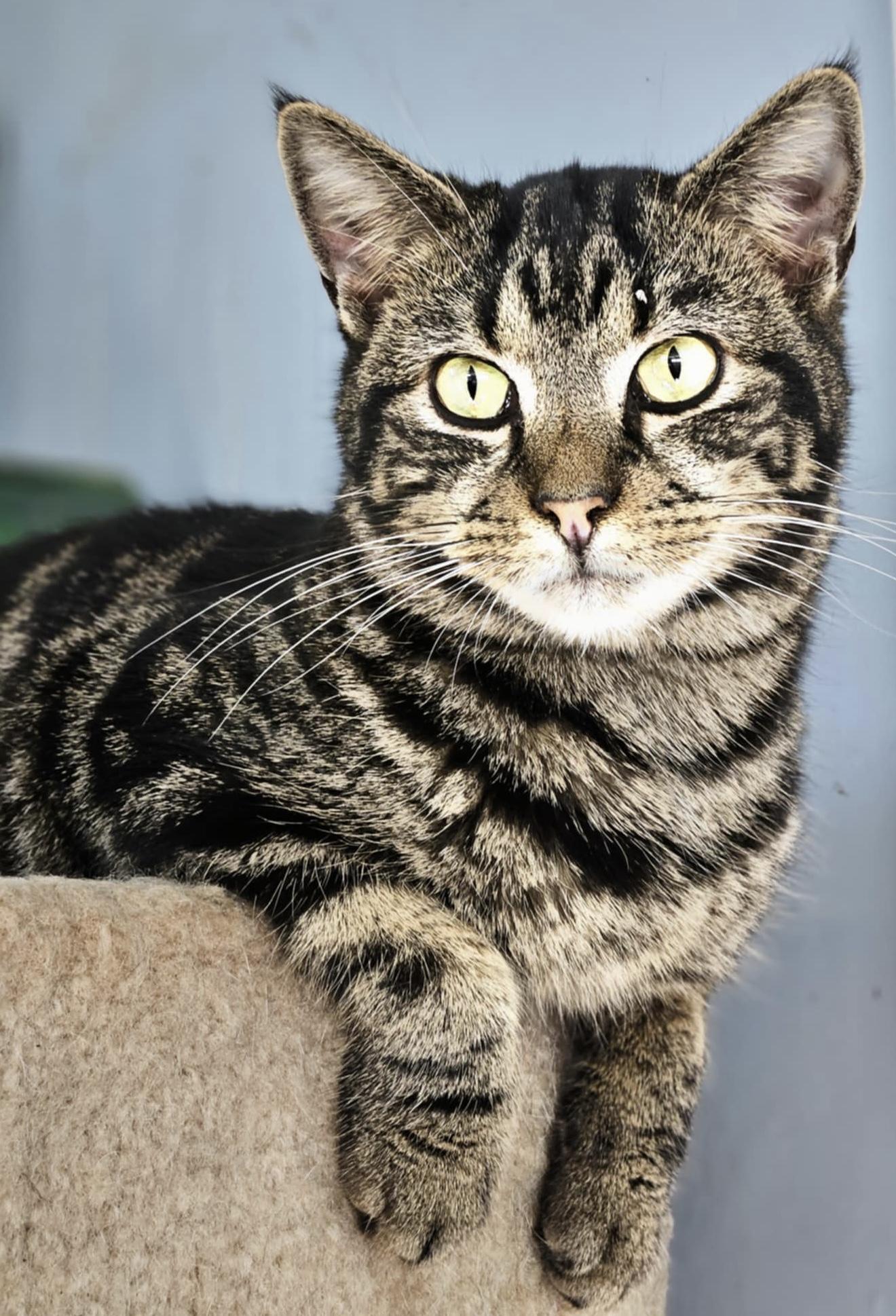 Levi, a Adoptable Domestic Short Hair in Myrtle Beach, SC image 3/3