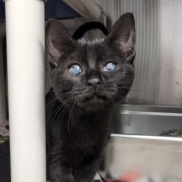 Uggs, Adopted, Young Female Domestic Short Hair.
