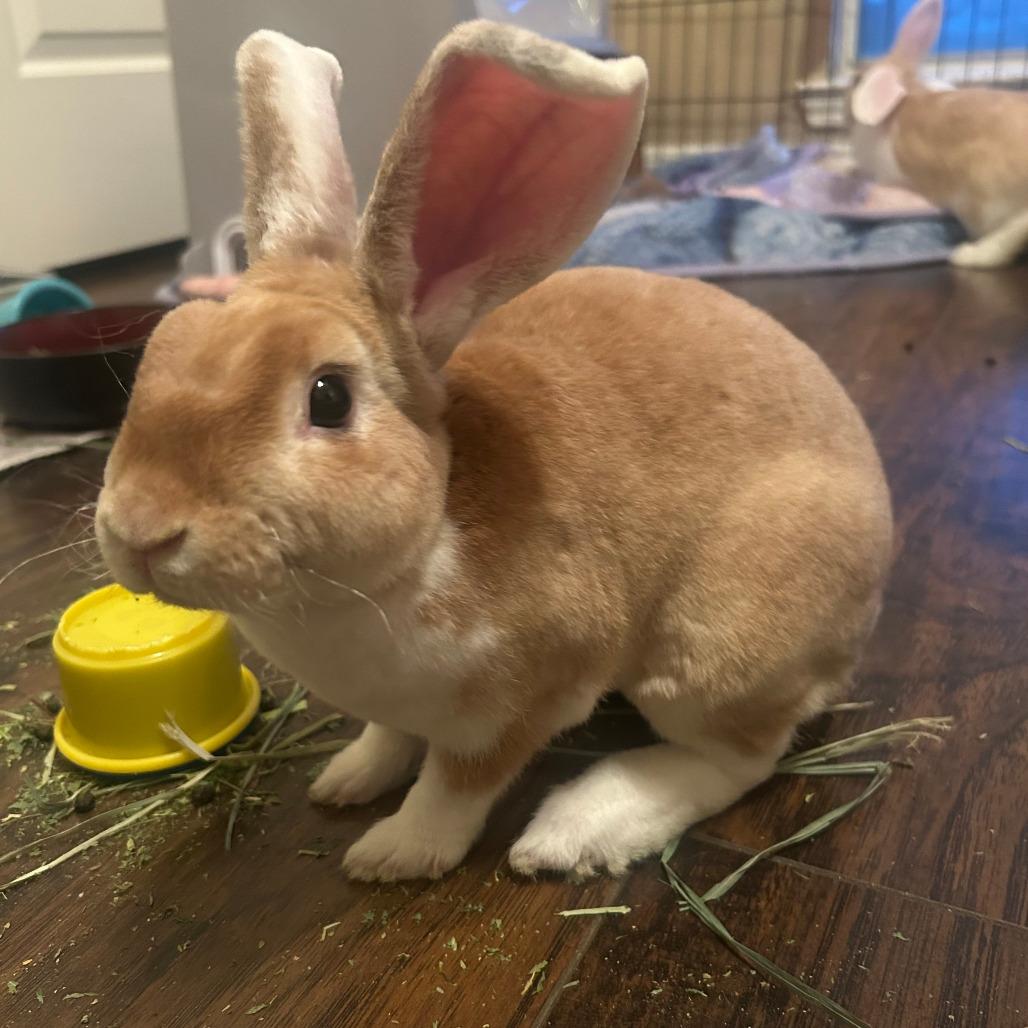 Peanut, Adoptable, Baby Male American.