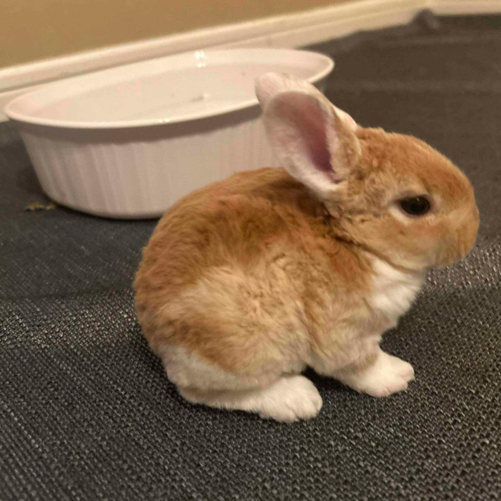 Enlarge Peanut, a Adoptable American in The Woodlands, TX image 2/2