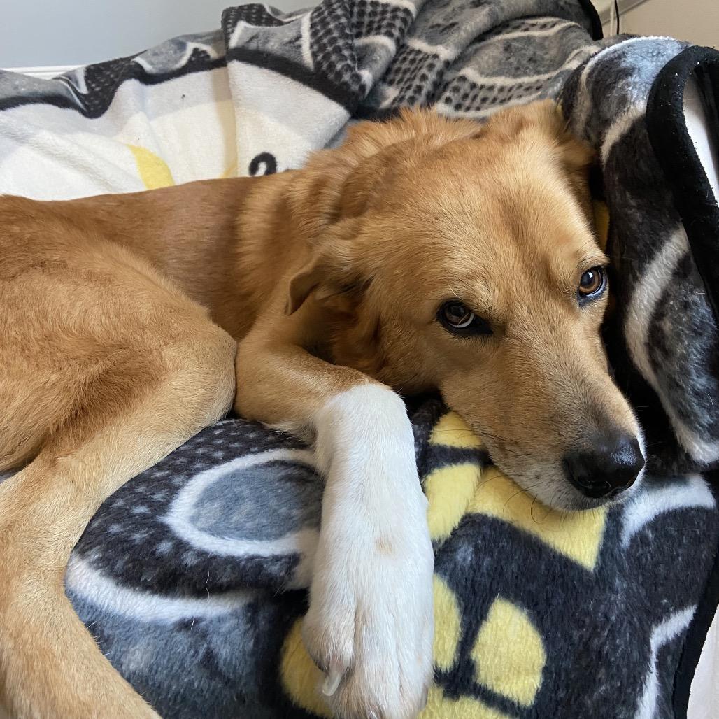 Jack, a Adoptable mixed breed in Falls Church, VA image 1/6