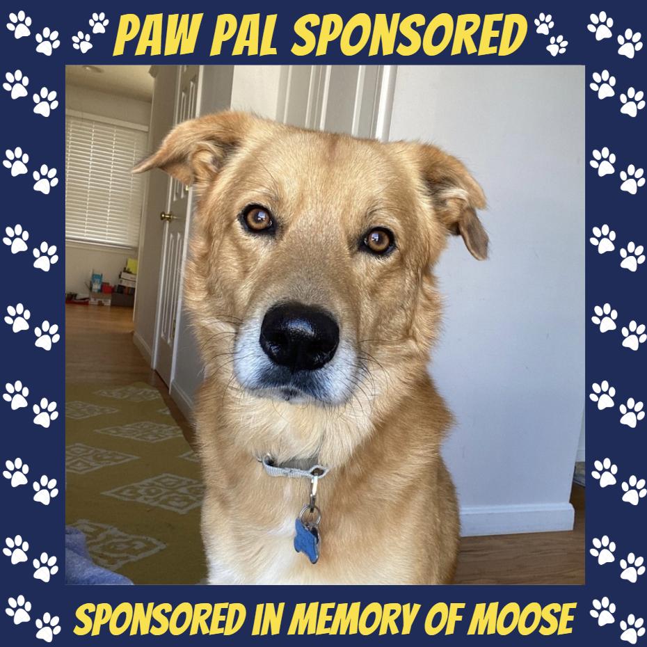 Jack, a Adoptable mixed breed in Falls Church, VA image 2/6