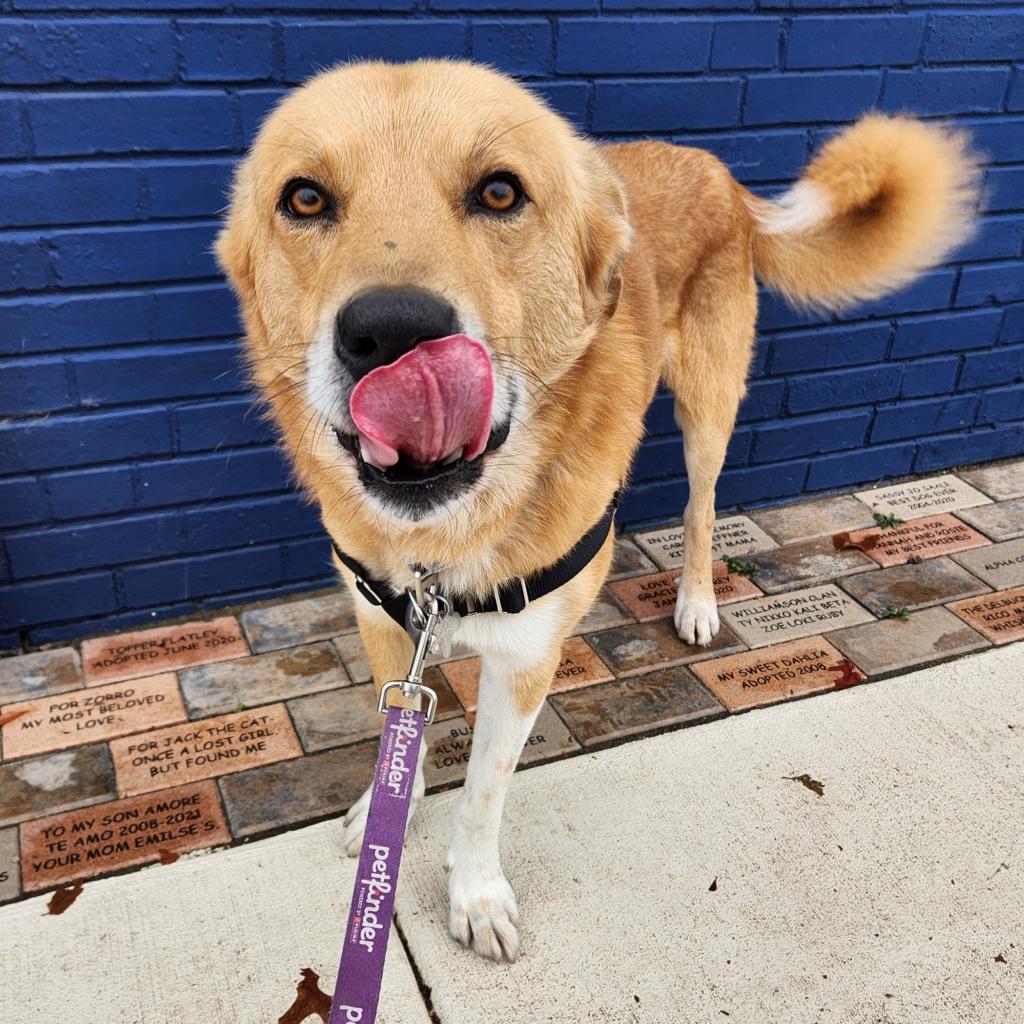 Jack, a Adoptable mixed breed in Falls Church, VA image 3/6