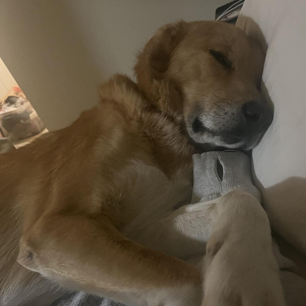 Jack, a Adoptable mixed breed in Falls Church, VA image 4/6