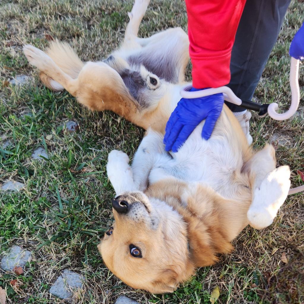 Jack, a Adoptable mixed breed in Falls Church, VA image 5/6