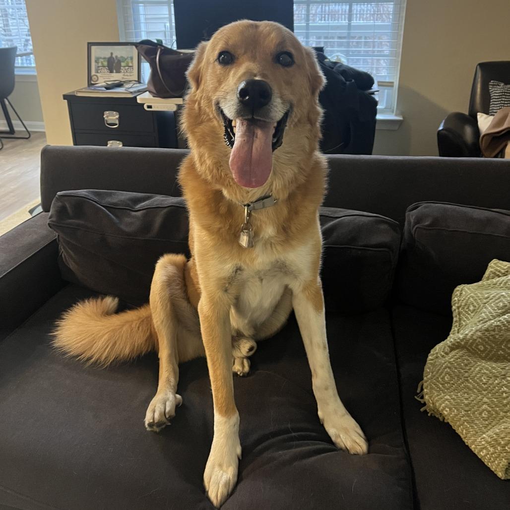 Jack, a Adoptable mixed breed in Falls Church, VA image 6/6