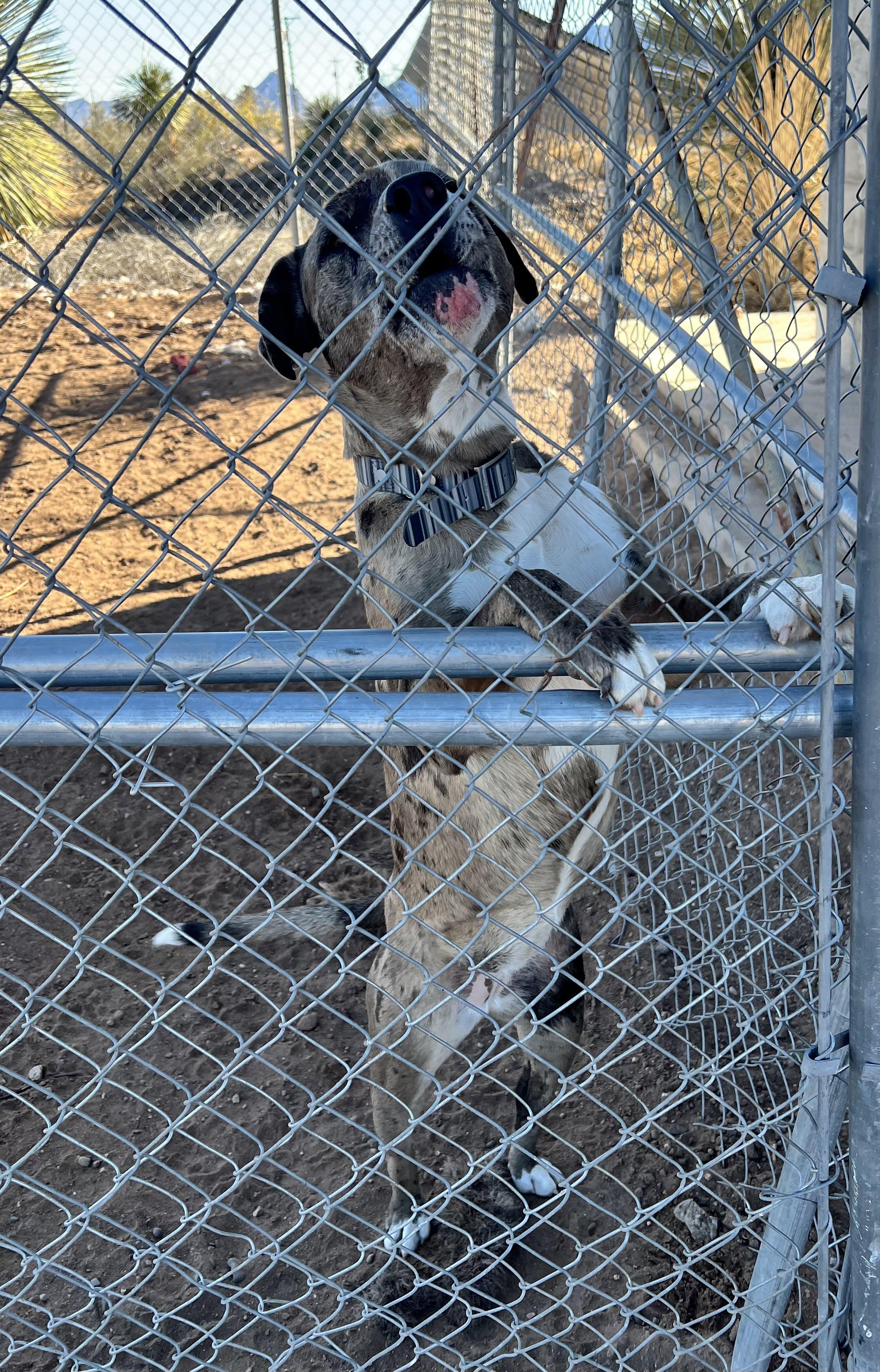 Enlarge Flower, a ADOPTABLE Catahoula Leopard Dog in Deming, NM image 2/2