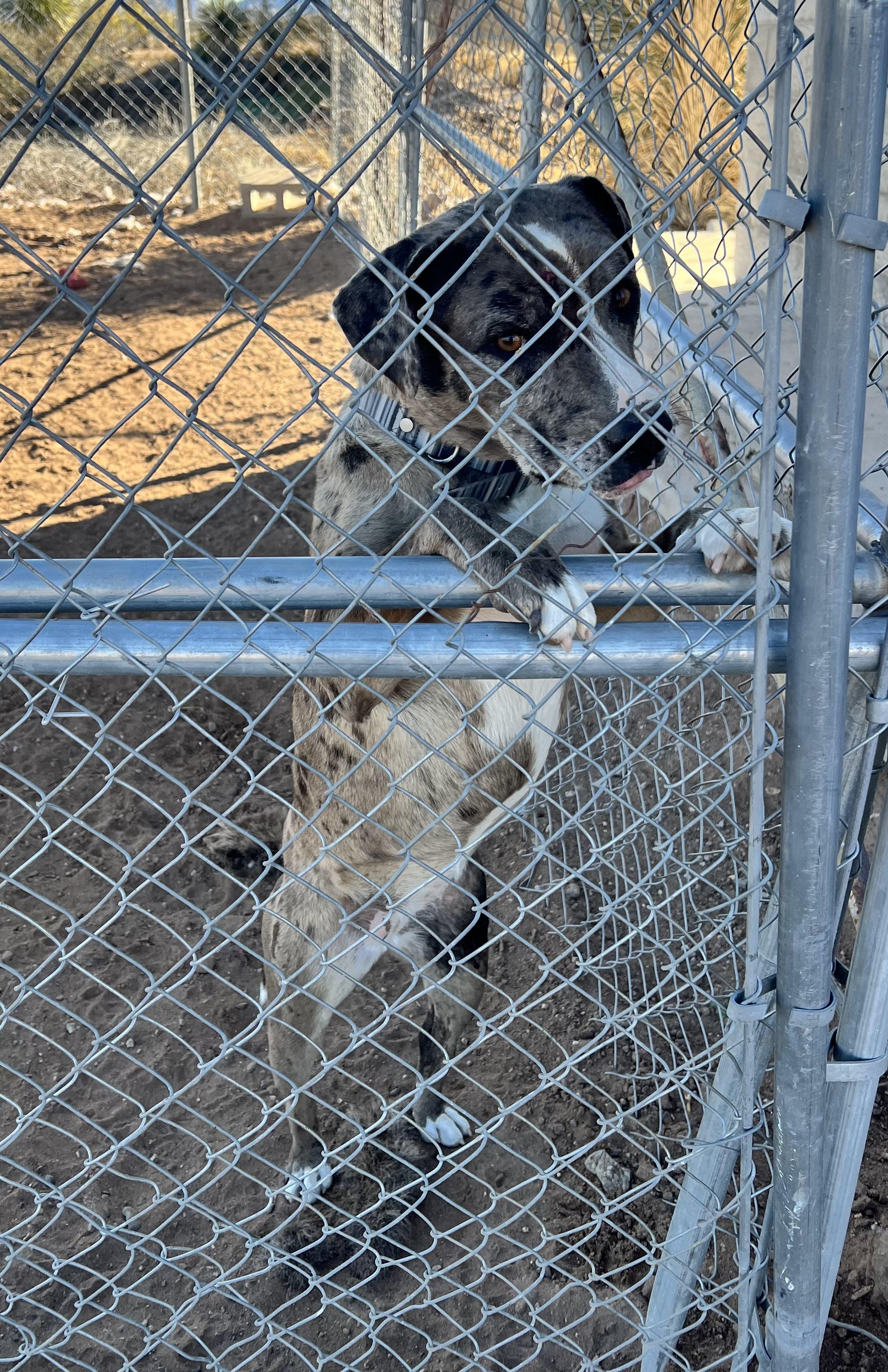 Enlarge Flower, a ADOPTABLE Catahoula Leopard Dog in Deming, NM image 1/2