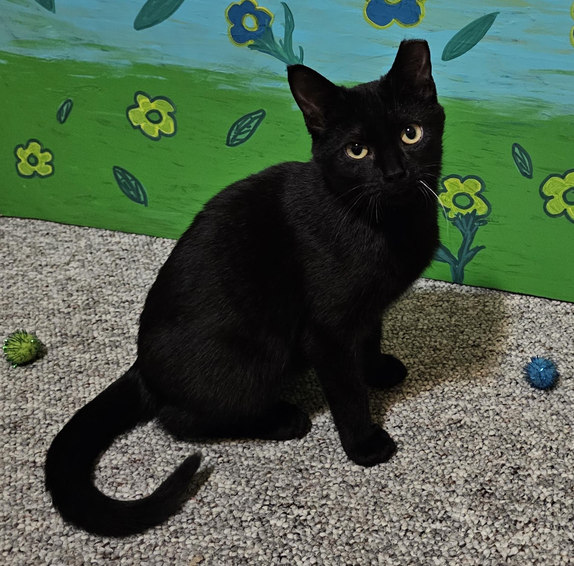 Enlarge Saja, an adopted Domestic Short Hair in Milwaukee, WI image 3/5