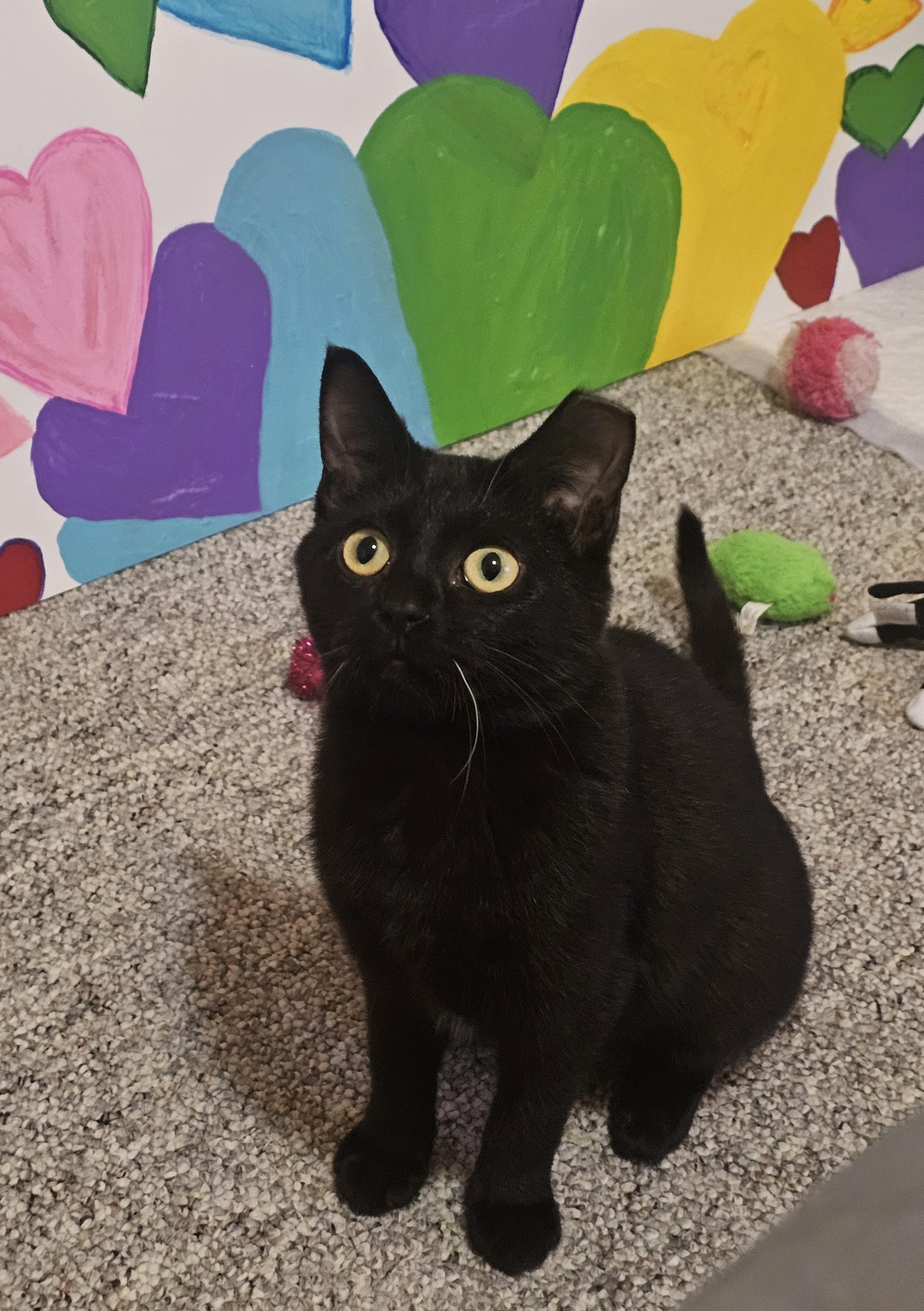 Enlarge Saja, an adopted Domestic Short Hair in Milwaukee, WI image 1/5