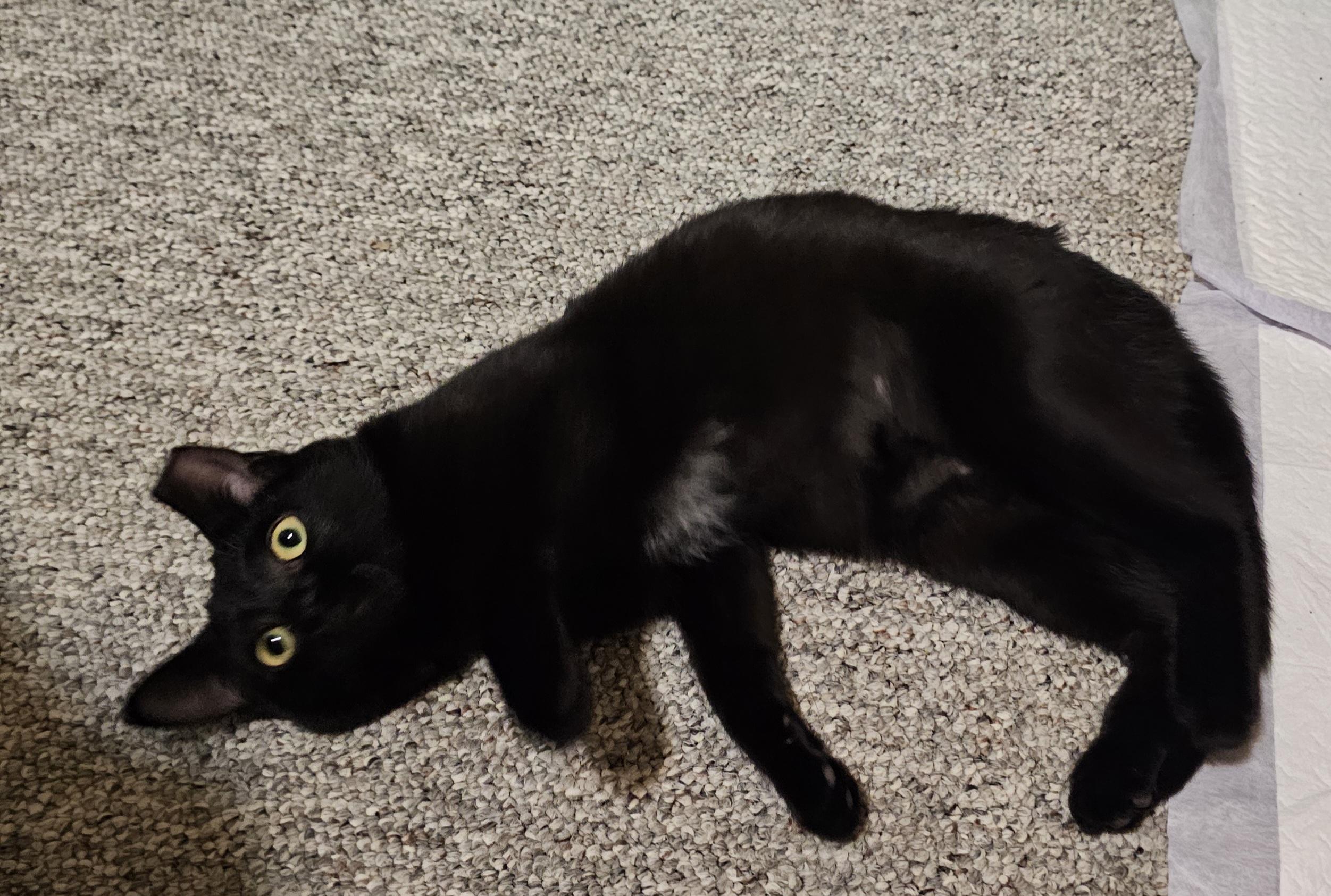 Enlarge Saja, an adopted Domestic Short Hair in Milwaukee, WI image 4/5