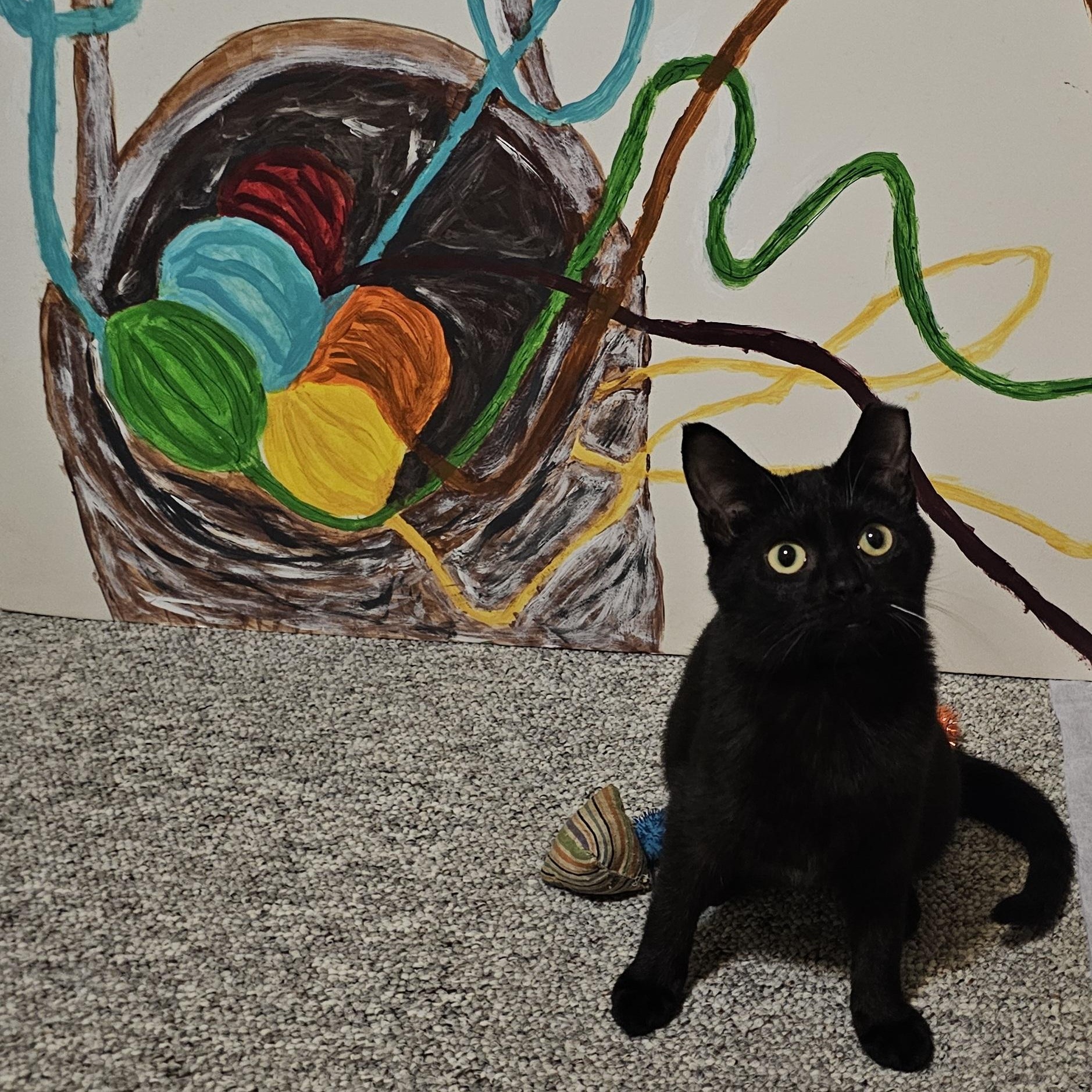 Enlarge Saja, an adopted Domestic Short Hair in Milwaukee, WI image 2/5