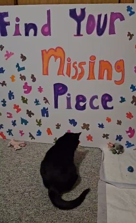 Enlarge Saja, an adopted Domestic Short Hair in Milwaukee, WI video 5/5