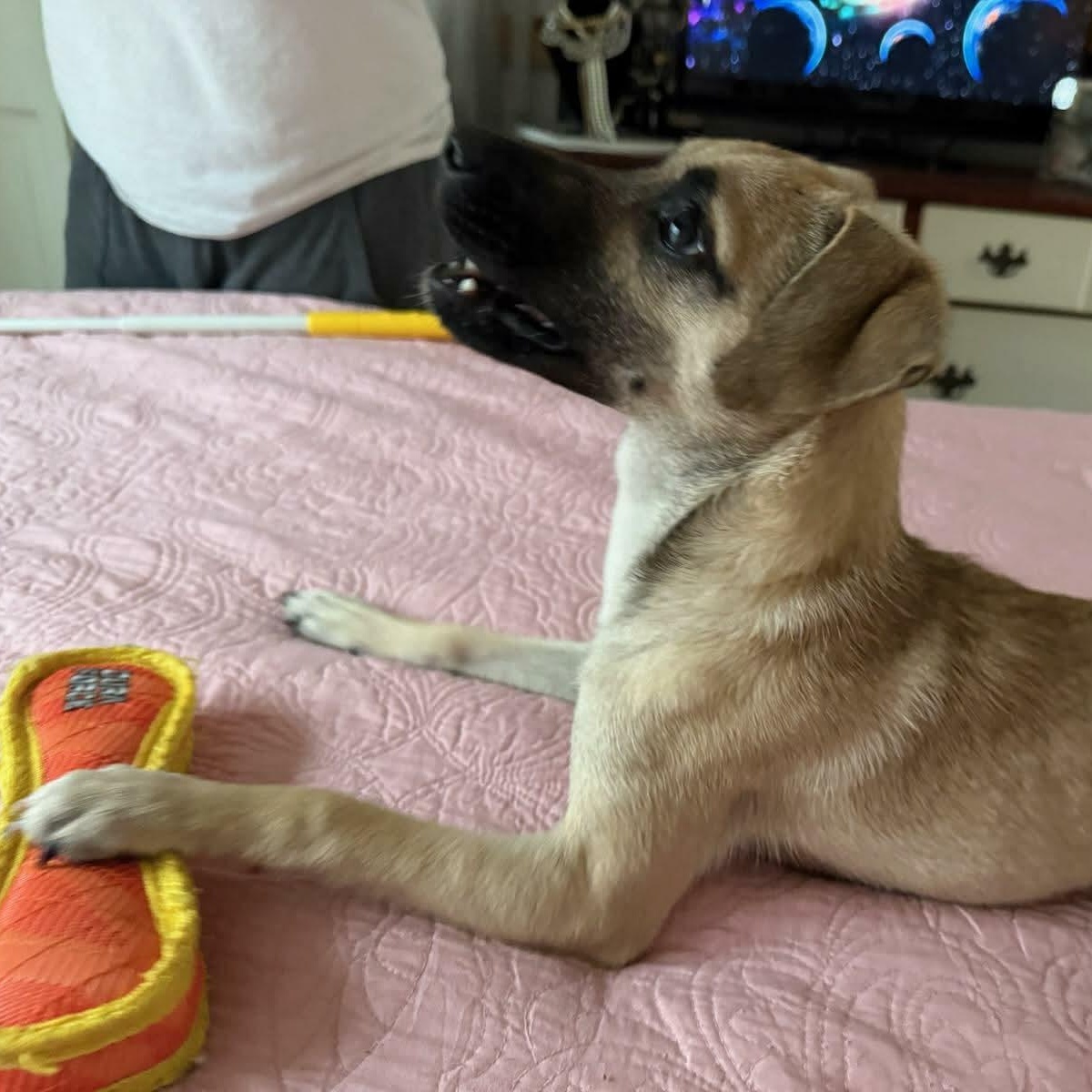 Enlarge Jax, an adopted mixed breed in Williston, VT image 3/5