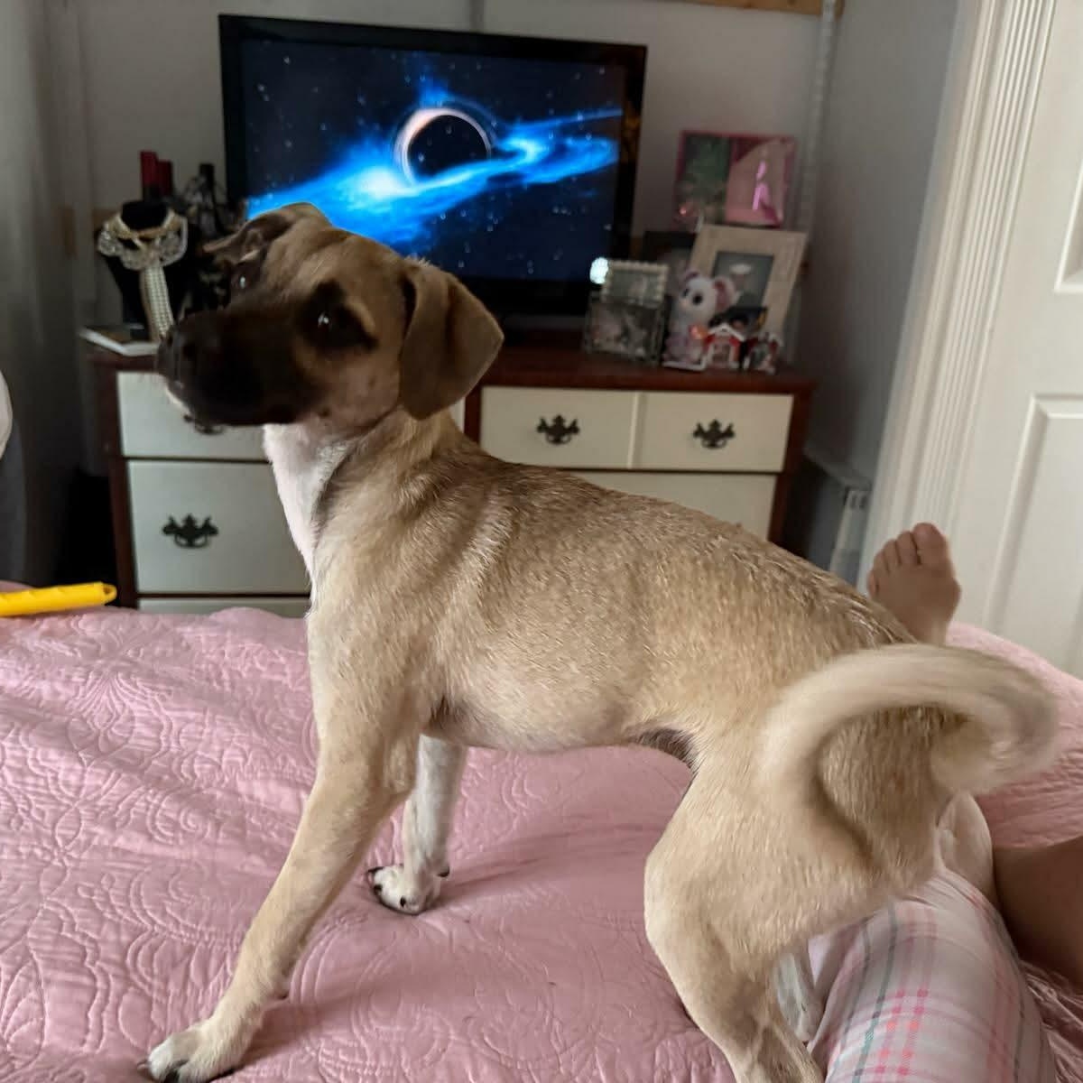 Enlarge Jax, an adopted mixed breed in Williston, VT image 2/5