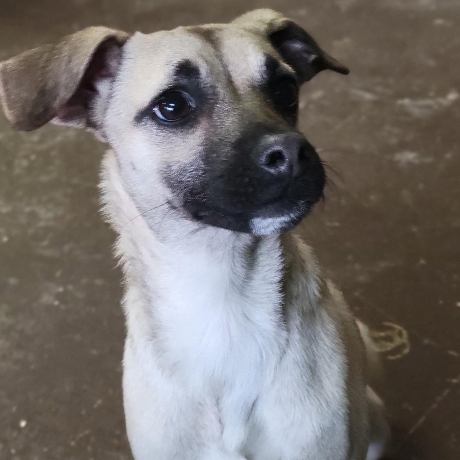 Enlarge Jax, an adopted mixed breed in Williston, VT image 4/5