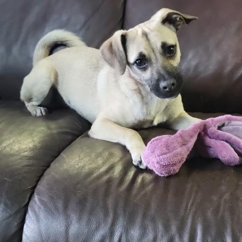 Jax, adopted, Young Male Pug.