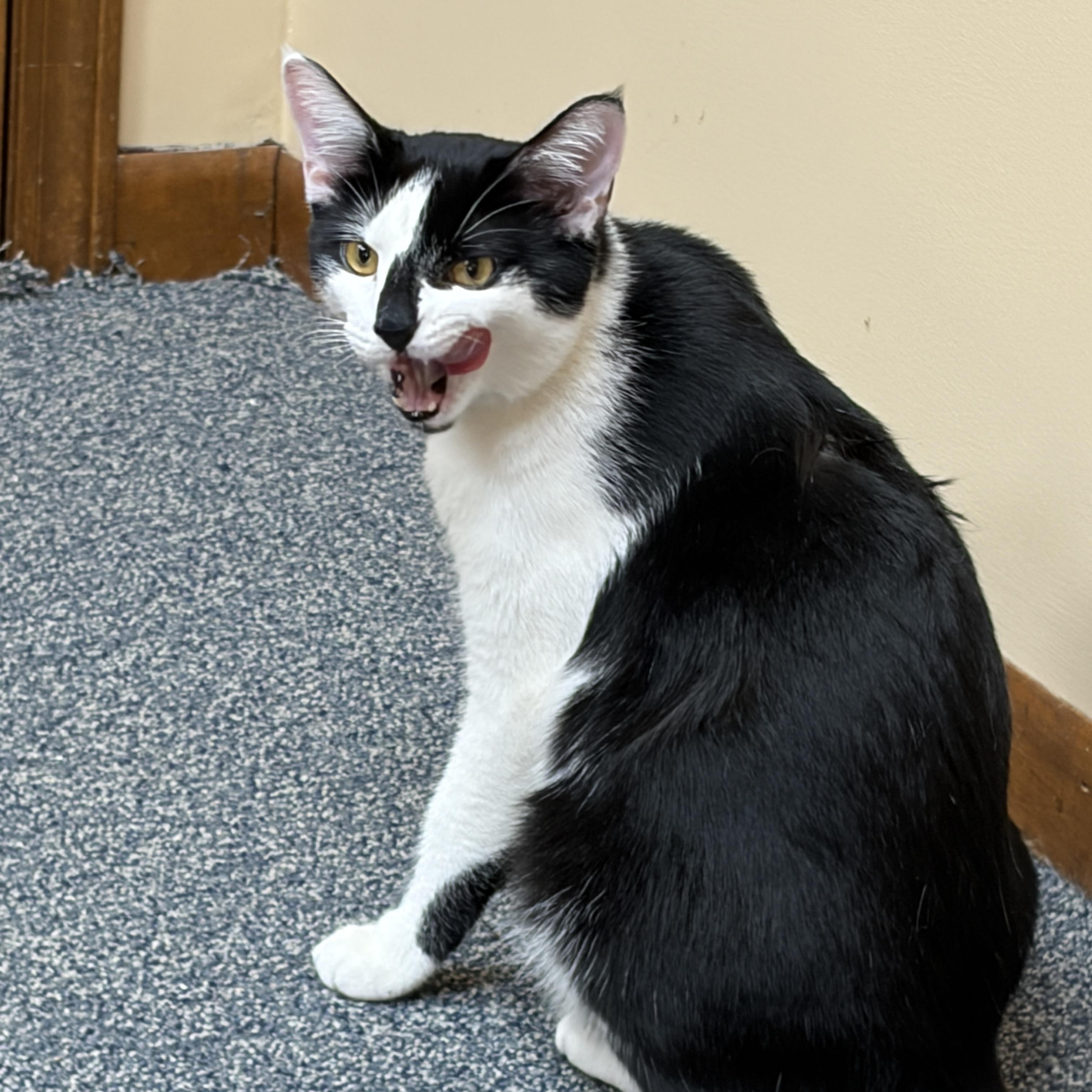 Murphy, an adopted Domestic Short Hair in Louisville, KY image 5/5