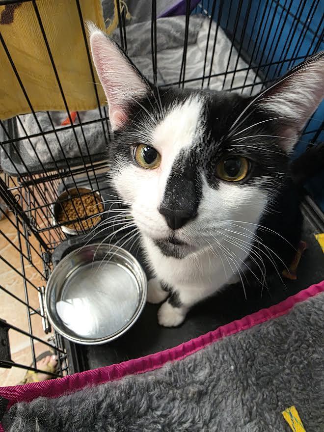 Murphy, an adopted Domestic Short Hair in Louisville, KY image 4/5