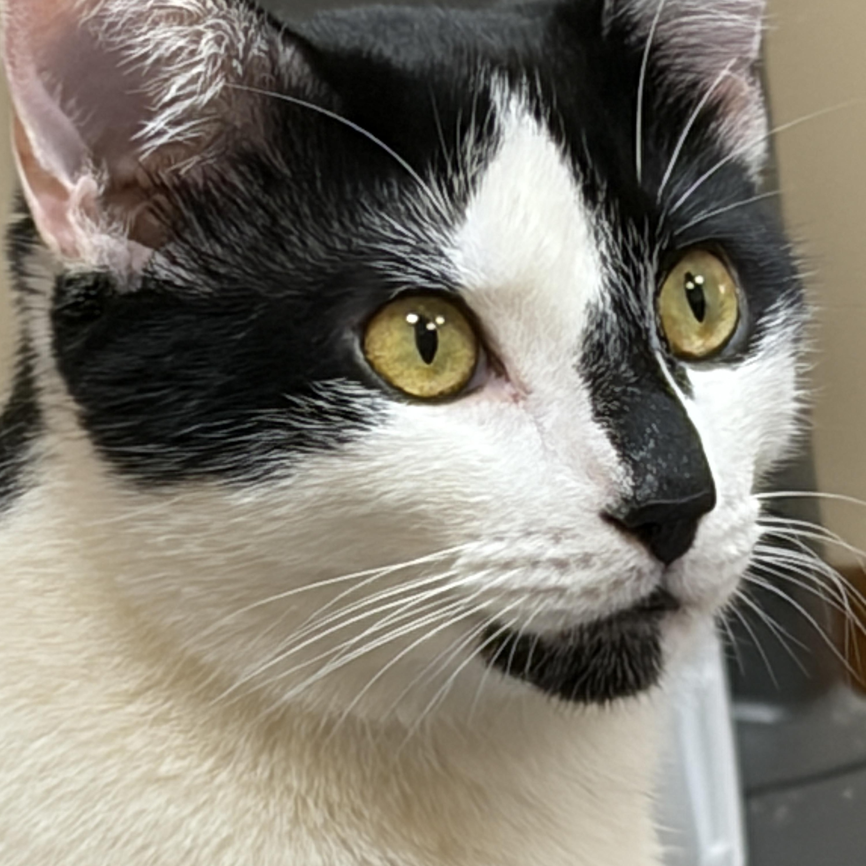 Murphy, adopted, Young Male Domestic Short Hair.