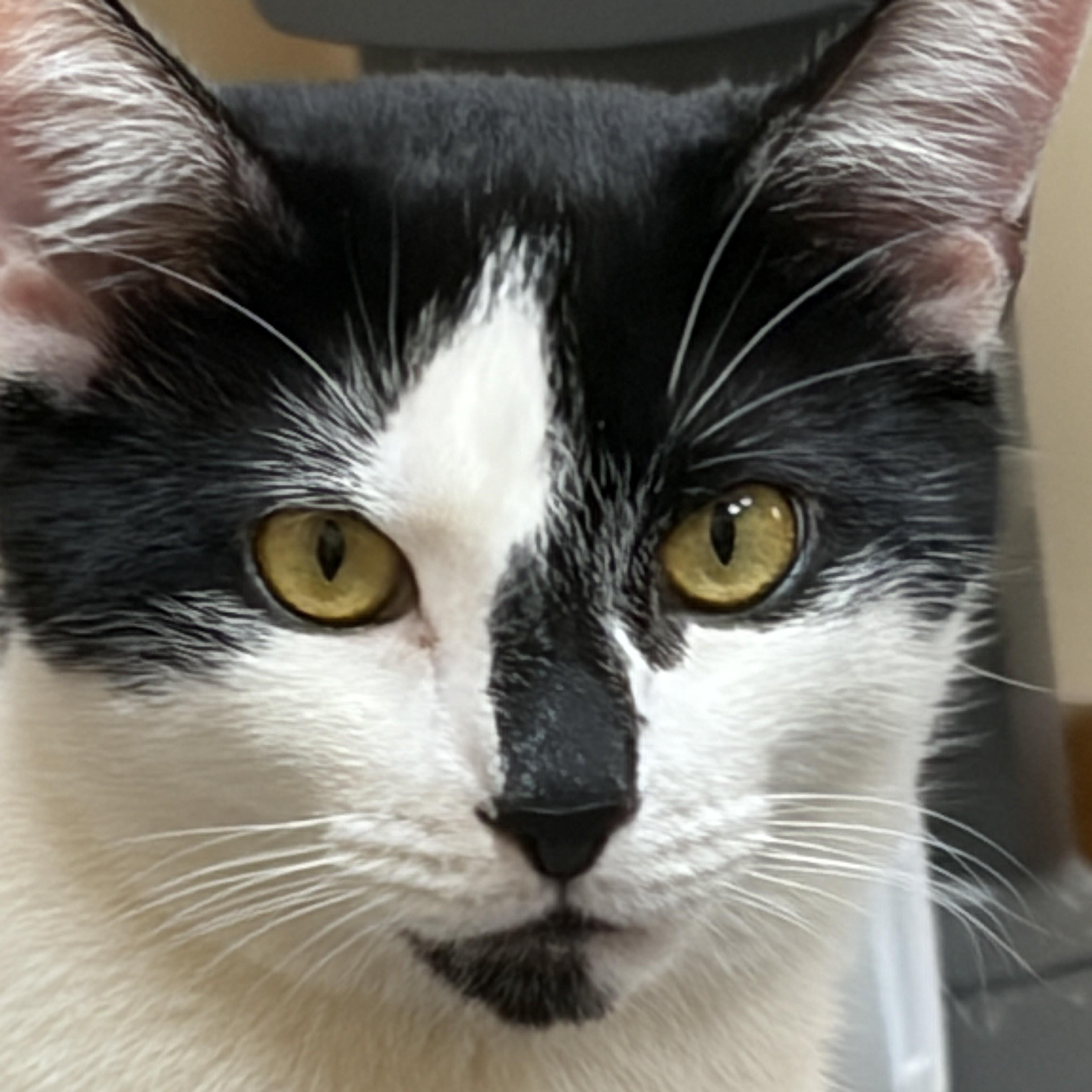 Murphy, an adopted Domestic Short Hair in Louisville, KY image 2/5