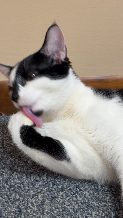 Enlarge Murphy, an adopted Domestic Short Hair in Louisville, KY video 3/5