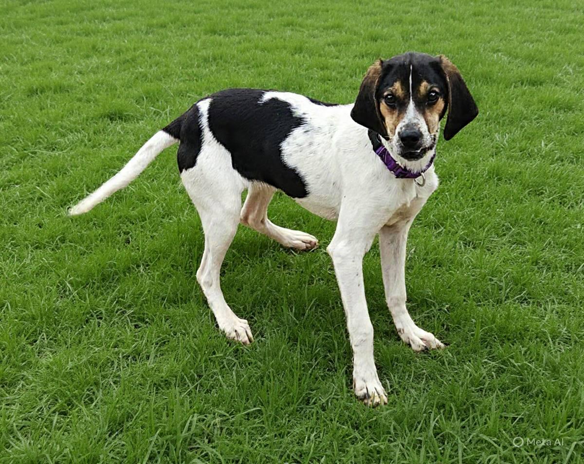 Flora, Adoptable, Adult Female Mixed Breed.