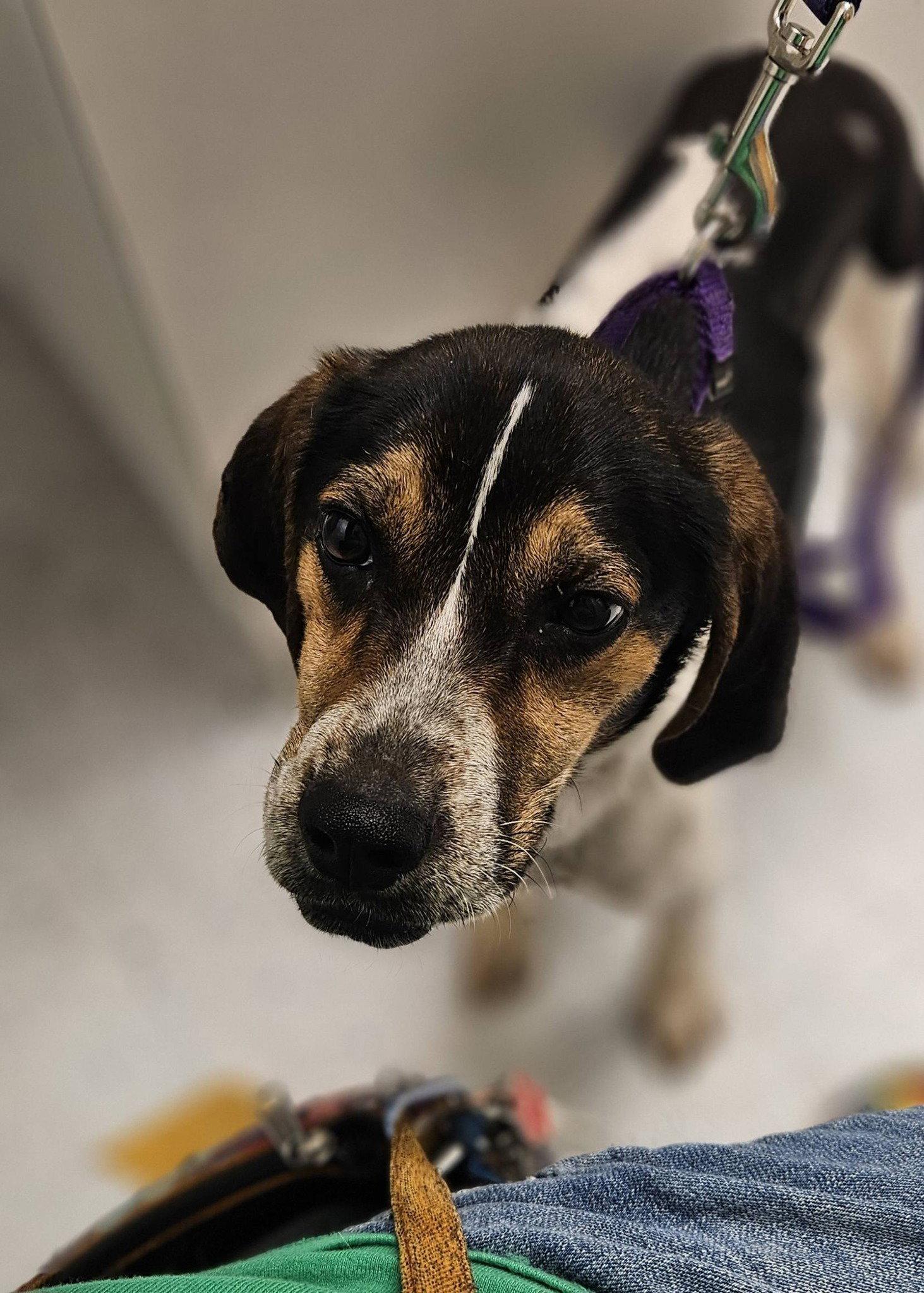 Enlarge Flora, a Adoptable Mixed Breed in Fairmont, WV image 2/3