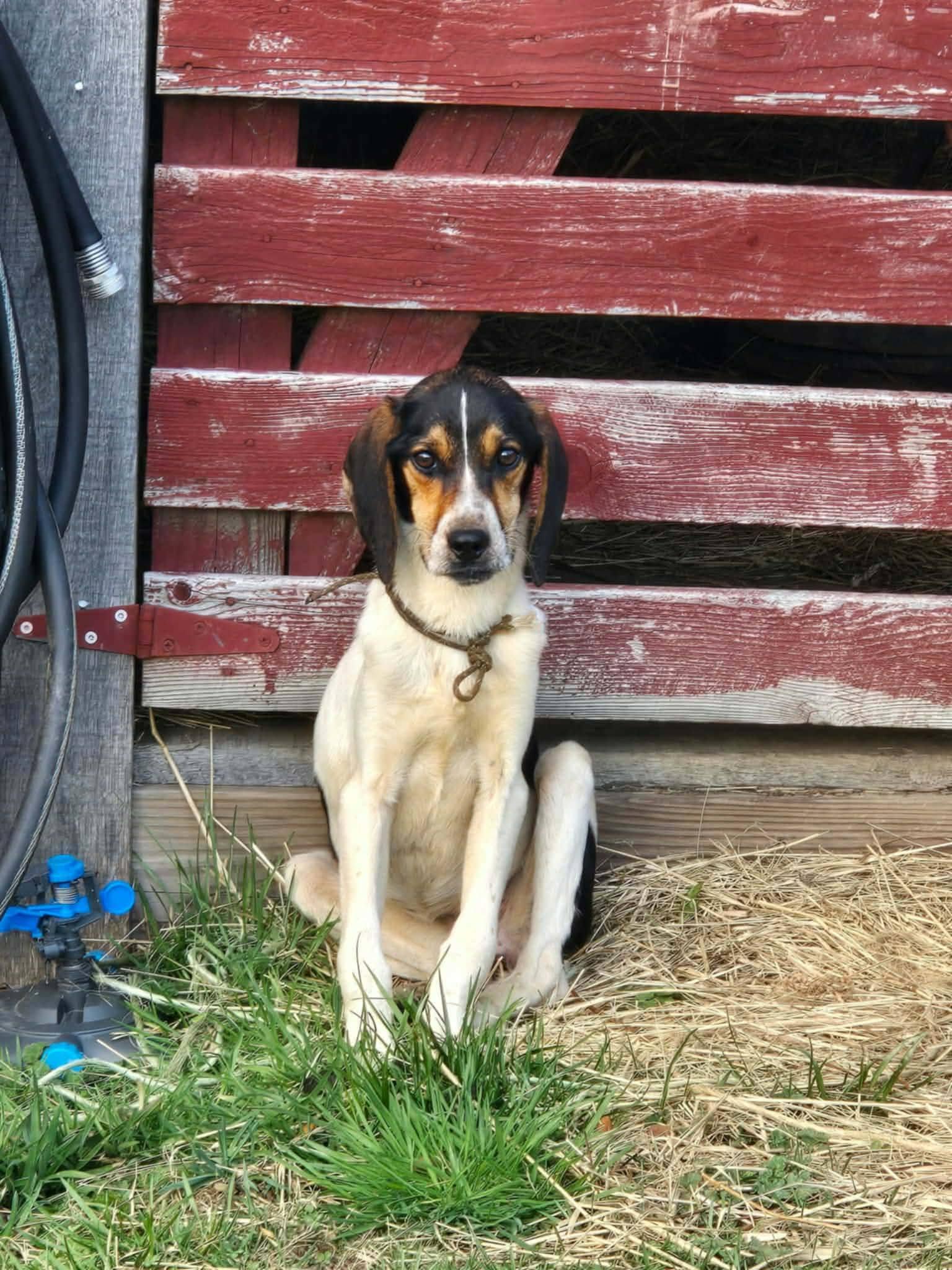 Enlarge Flora, a Adoptable Mixed Breed in Fairmont, WV image 3/3