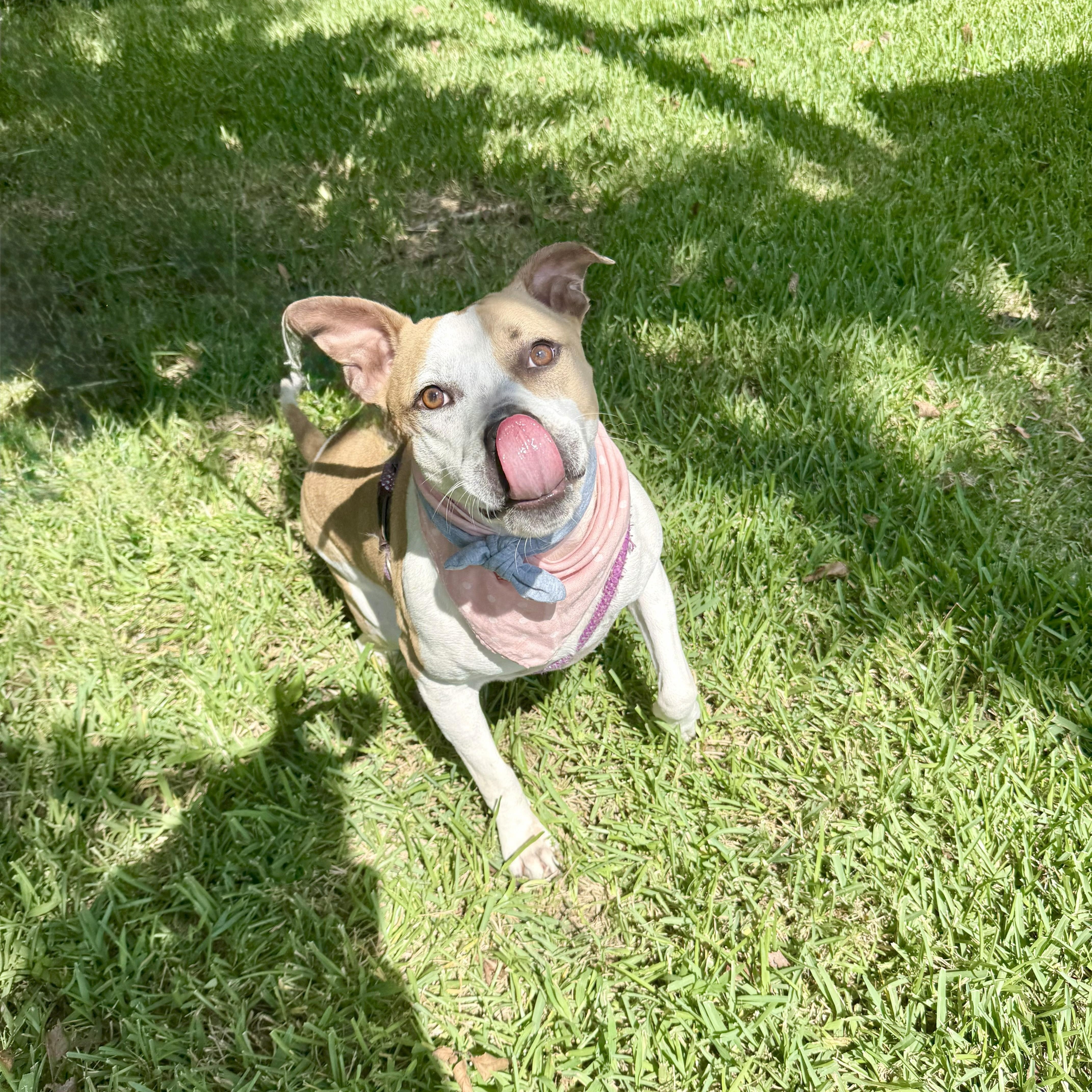 Volleyball — thumbnail 2