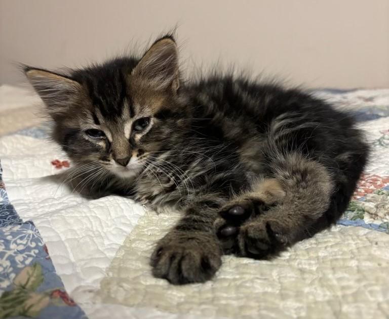 Stewart, an adopted Tabby in Pierre, SD_image-1