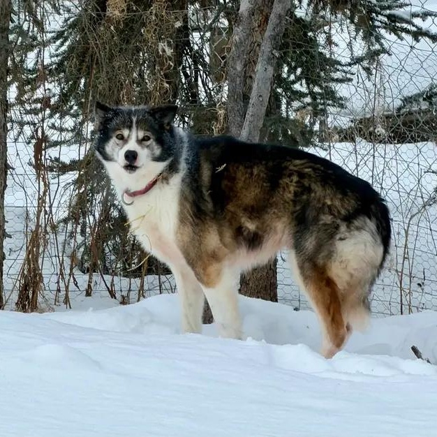 Aspen, ADOPTABLE, Adult Male Husky.