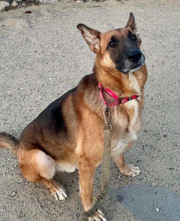 Enlarge Ozzy, a ADOPTABLE mixed breed in Chester, MD image 3/5