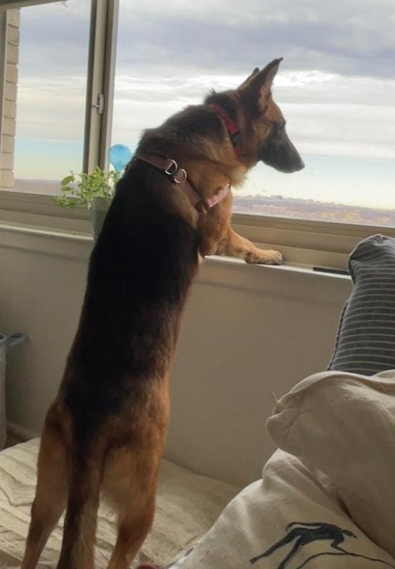 Enlarge Ozzy, a ADOPTABLE mixed breed in Chester, MD image 2/5