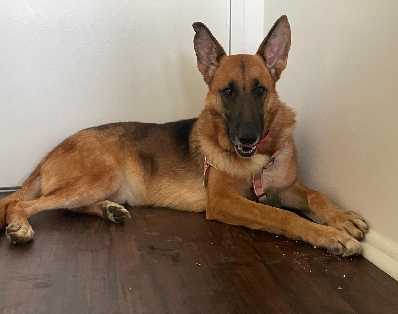 Enlarge Ozzy, a ADOPTABLE mixed breed in Chester, MD image 4/5