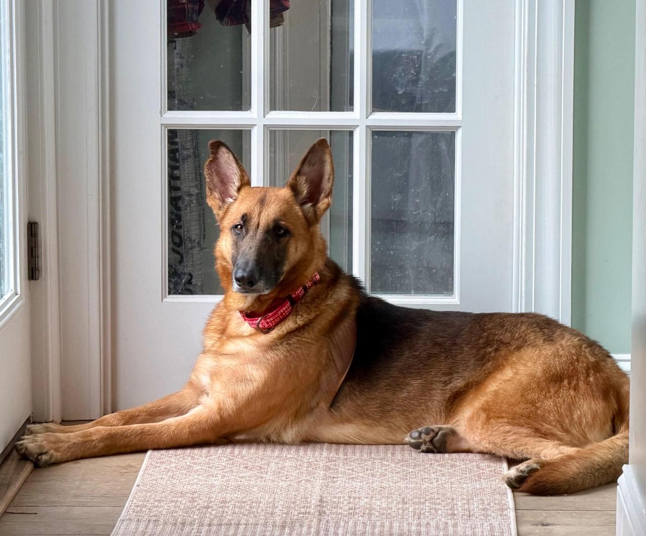 Enlarge Ozzy, a ADOPTABLE mixed breed in Chester, MD image 1/5
