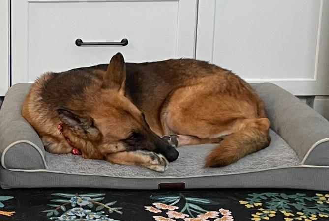 Enlarge Ozzy, a ADOPTABLE mixed breed in Chester, MD image 5/5