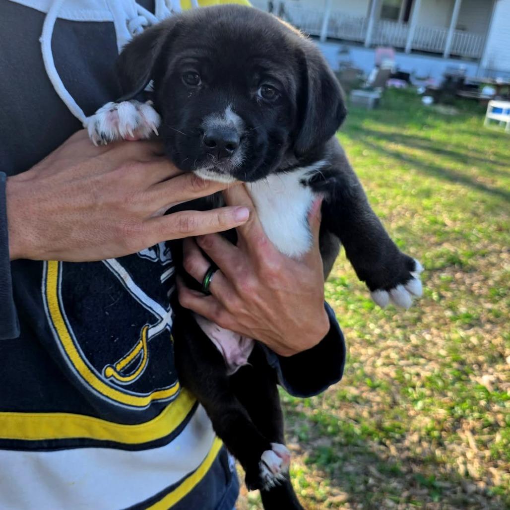 Bubbles, Adoptable, Puppy Male Mixed Breed.
