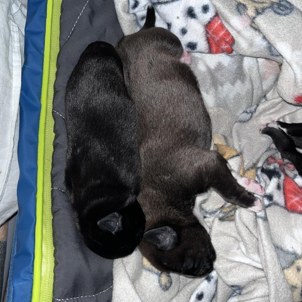 Bubbles, a Adoptable Mixed Breed in Clarksville, TN image 1/2