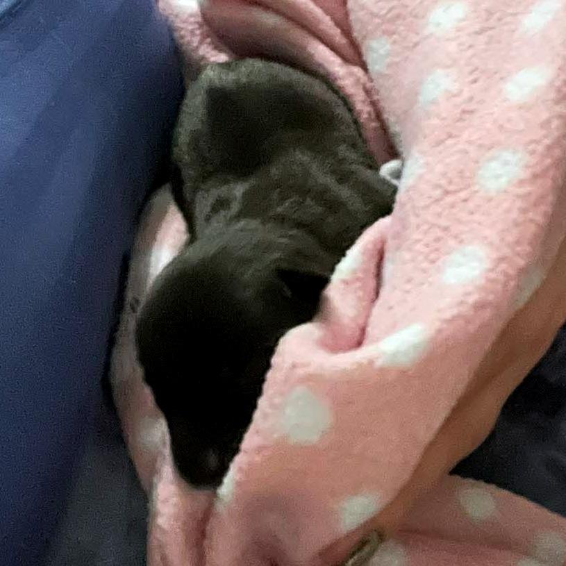 Enlarge Bubbles, a Adoptable Mixed Breed in Clarksville, TN image 1/1