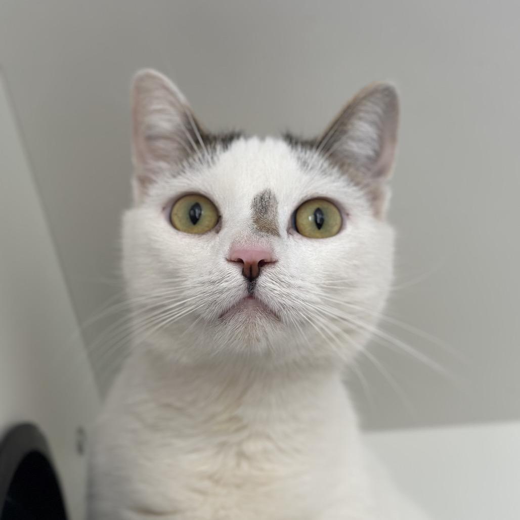 Enlarge Flash, a Adoptable Domestic Short Hair in Troy, IL image 1/1