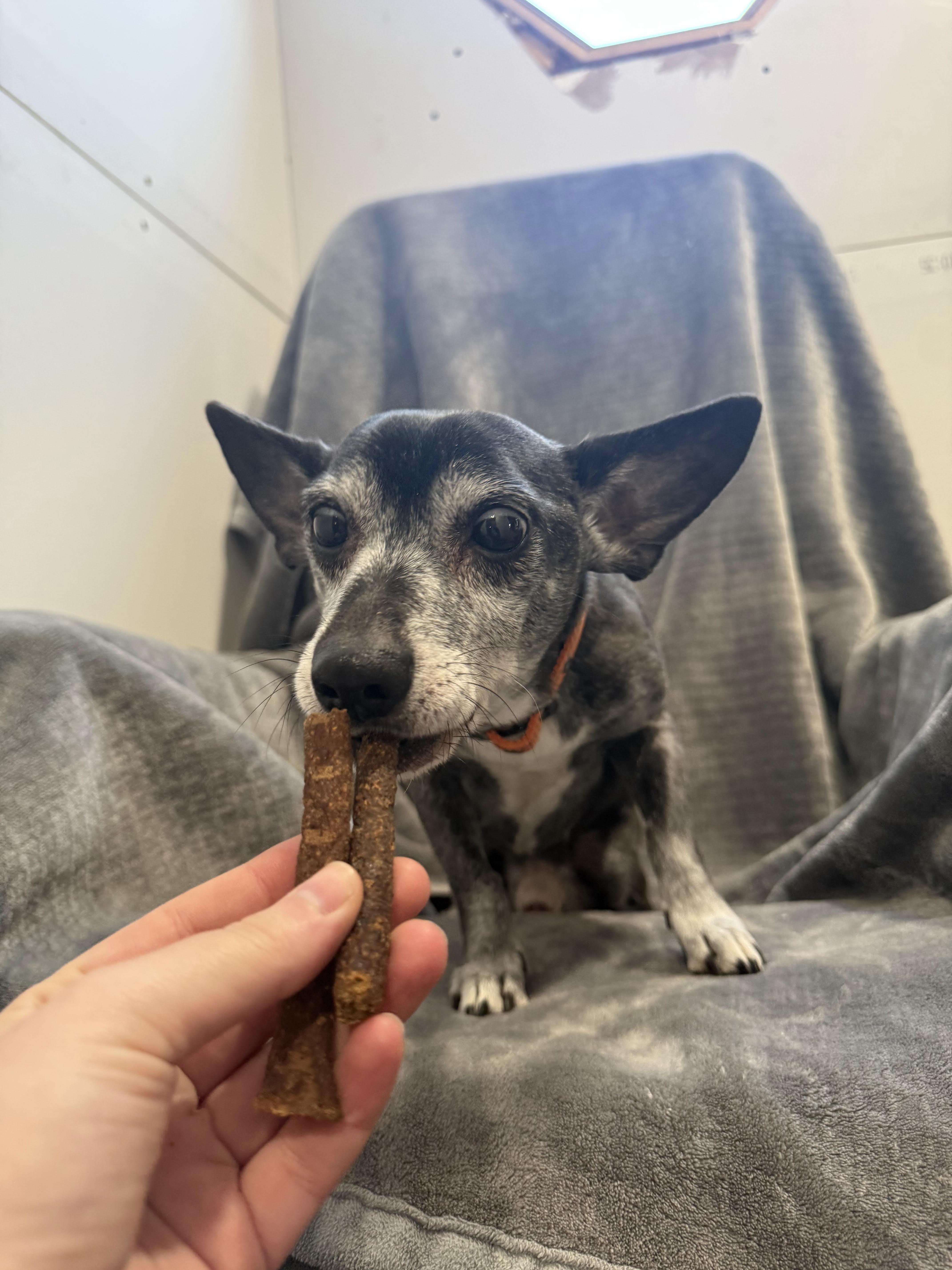 Enlarge Ross, a ADOPTABLE mixed breed in Fertile, MN image 1/1