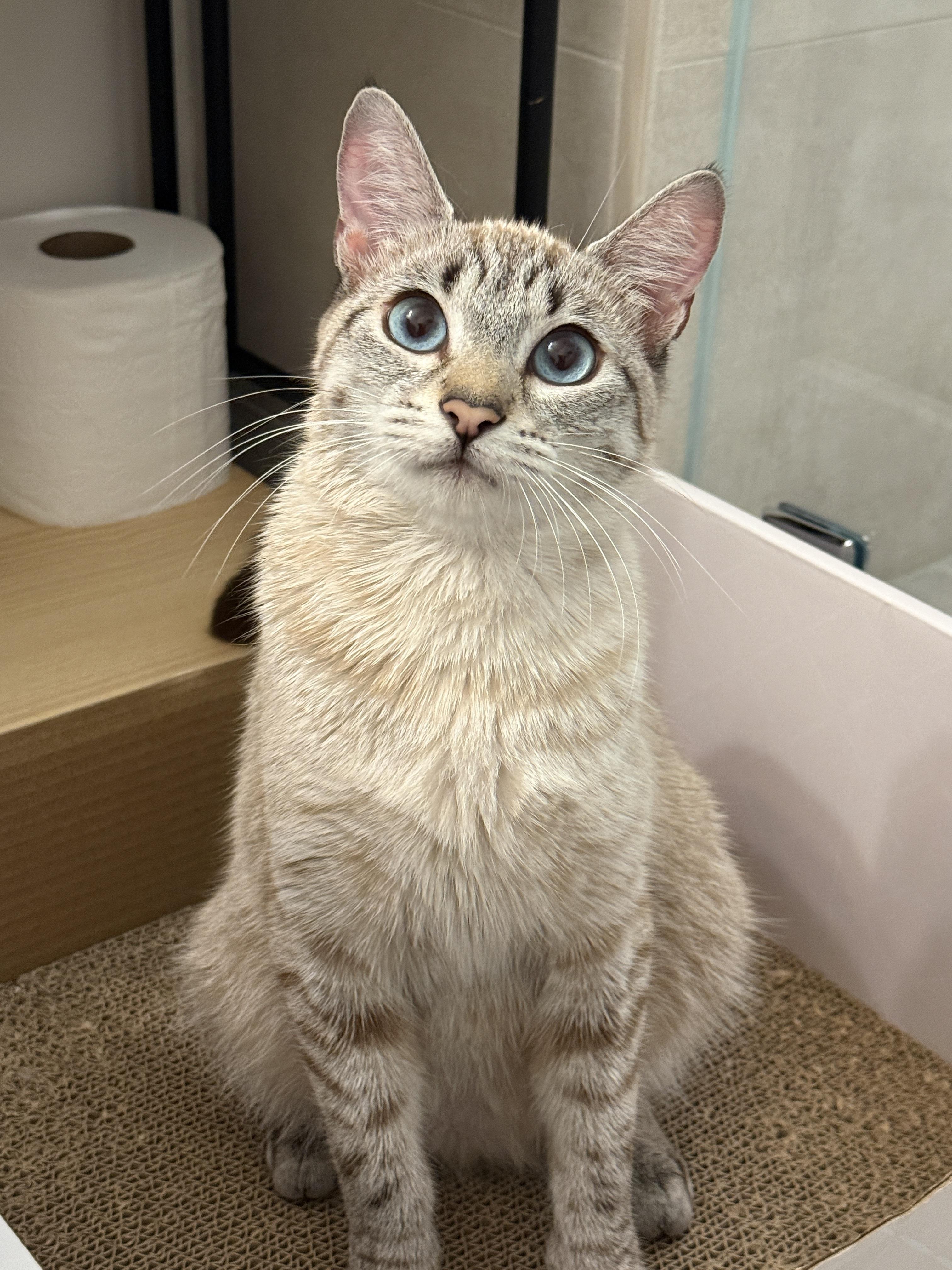 Enlarge Sunny, an adopted mixed breed in San Jose, CA image 3/3