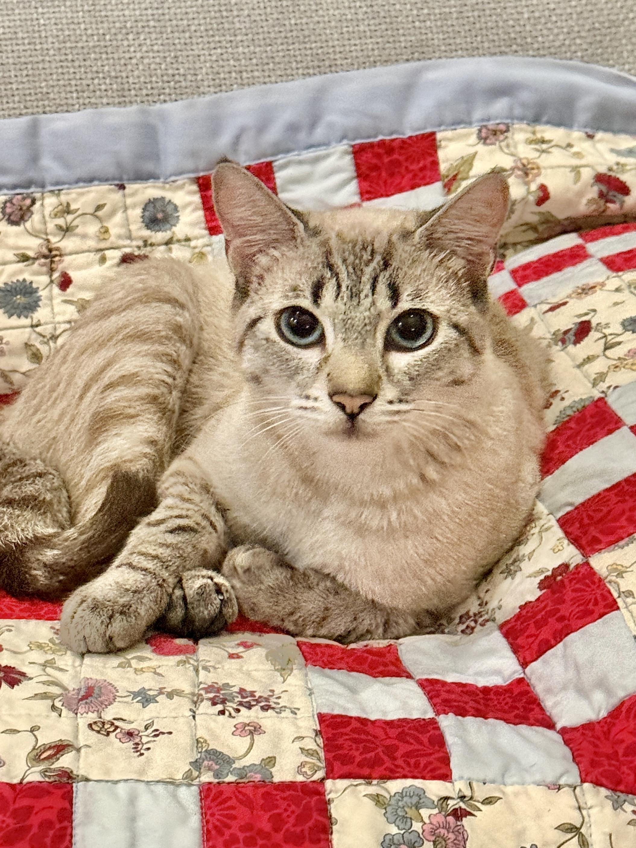 Enlarge Sunny, an adopted mixed breed in San Jose, CA image 2/3