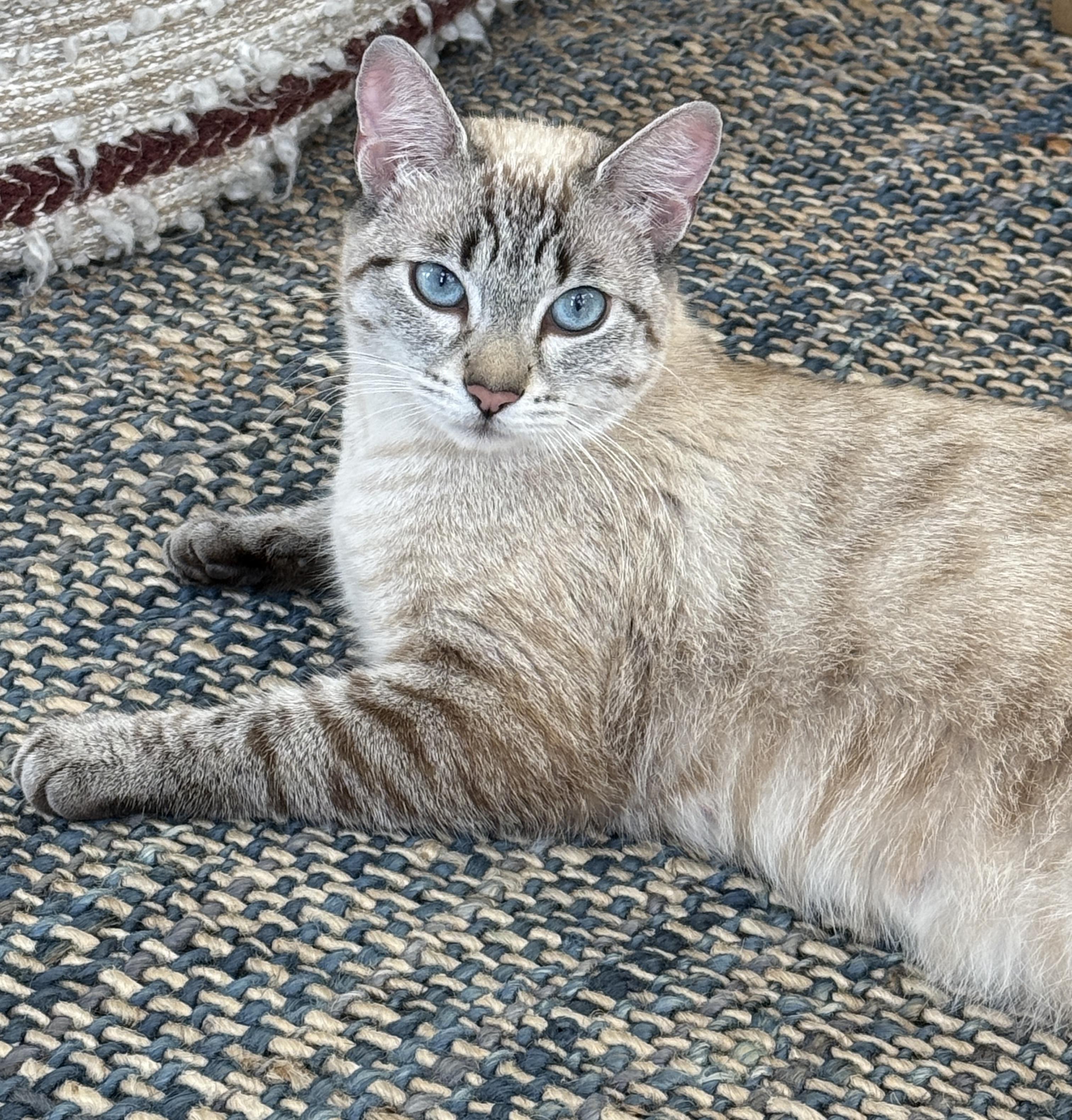 Sunny, adopted, Young Female Domestic Short Hair.