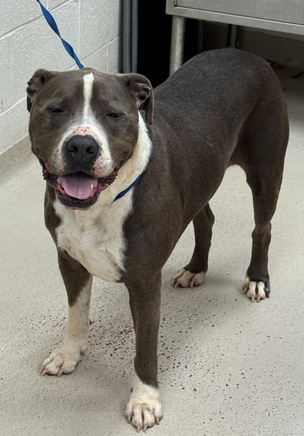 Blue(877), Adoptable, Adult Male Pit Bull Terrier.