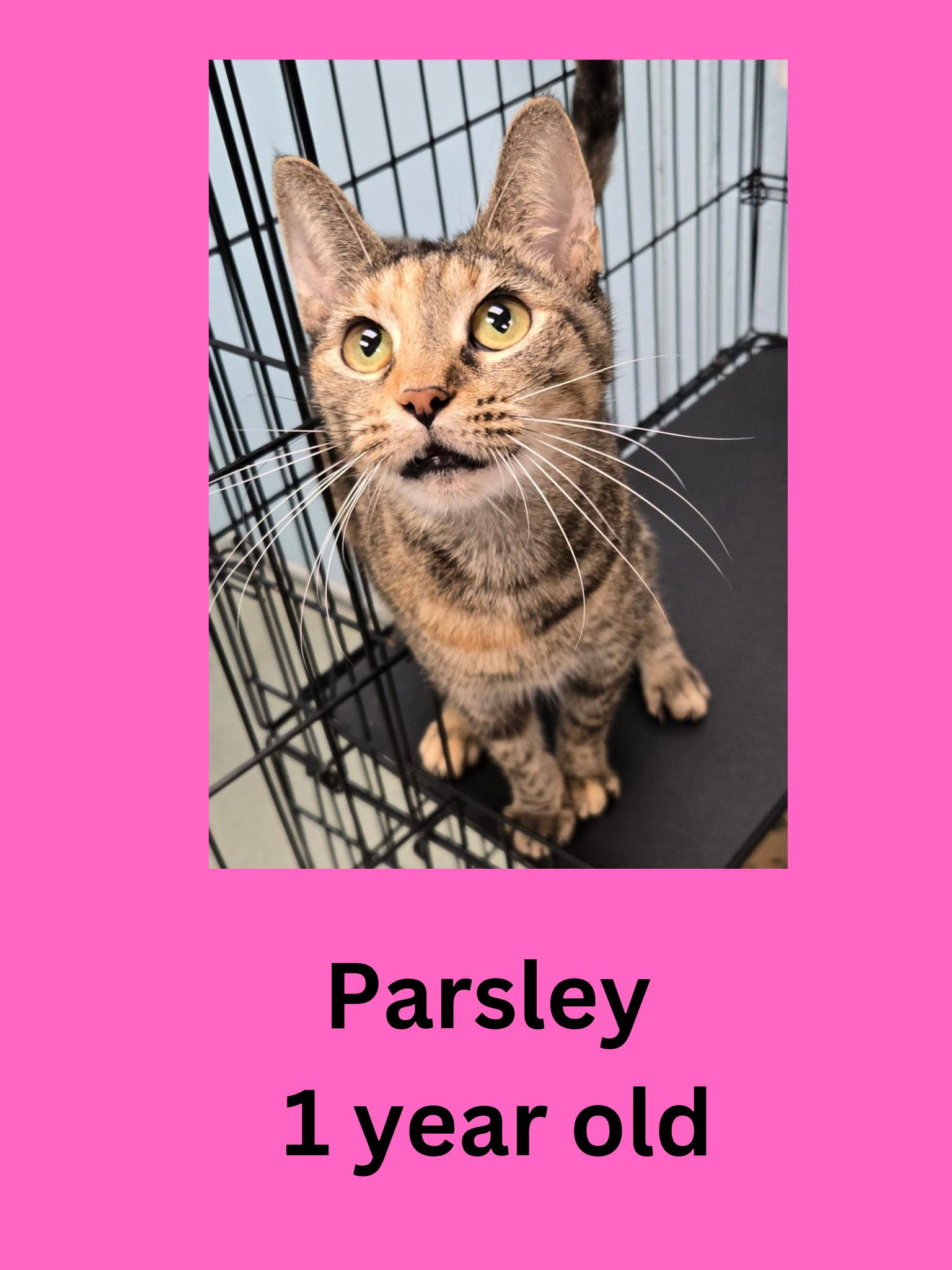 Parsley, adopted, Adult Female Domestic Short Hair.