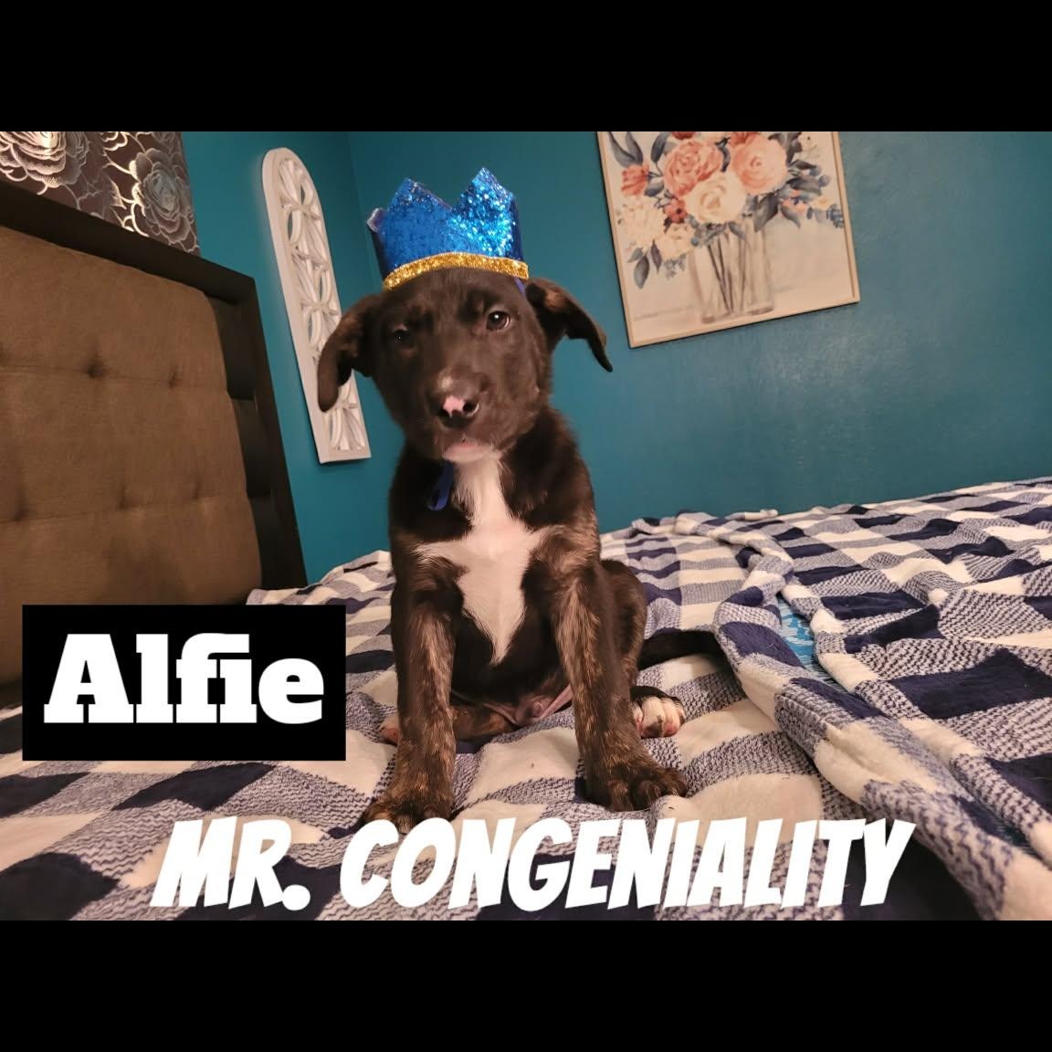 Alfie — thumbnail 2