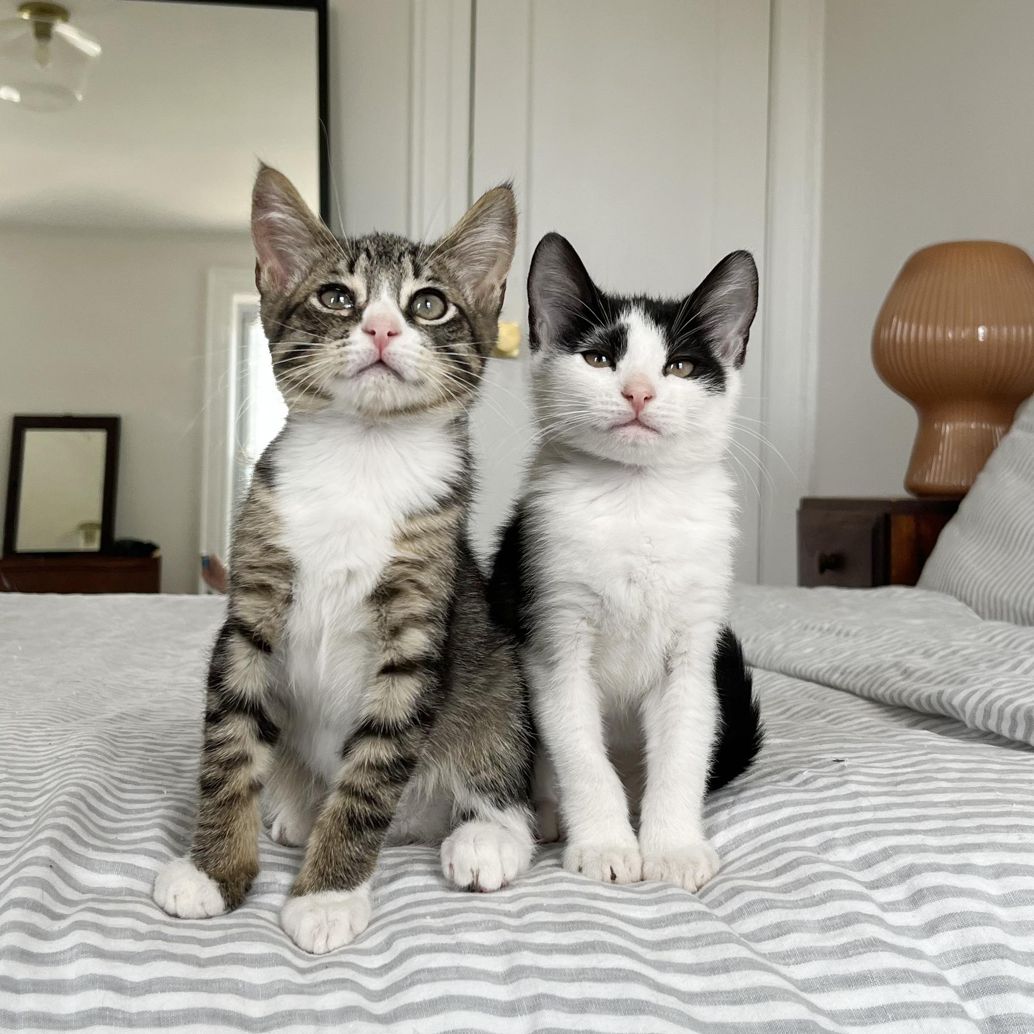 Cry Baby + Party Pooper, Baby Female Domestic Short Hair